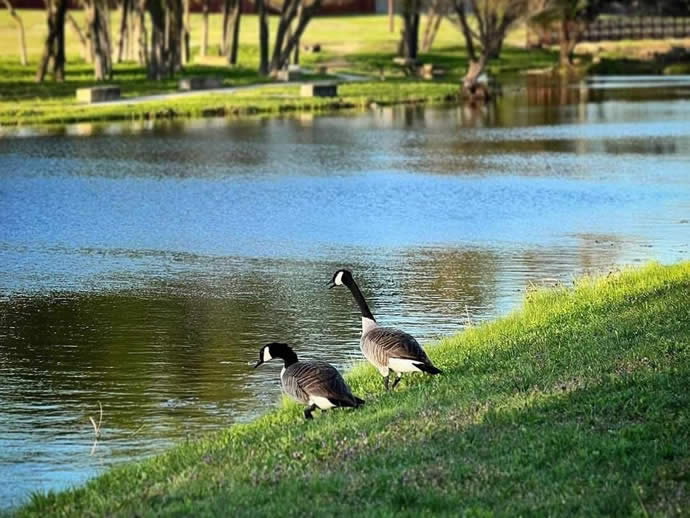 Timbers Geese by the pond.